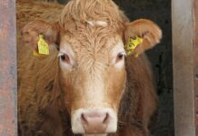 Brucelose: bovinos estão livres da marcação a fogo em São Paulo