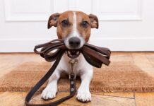 Cãominhada acontece neste domingo em Videira