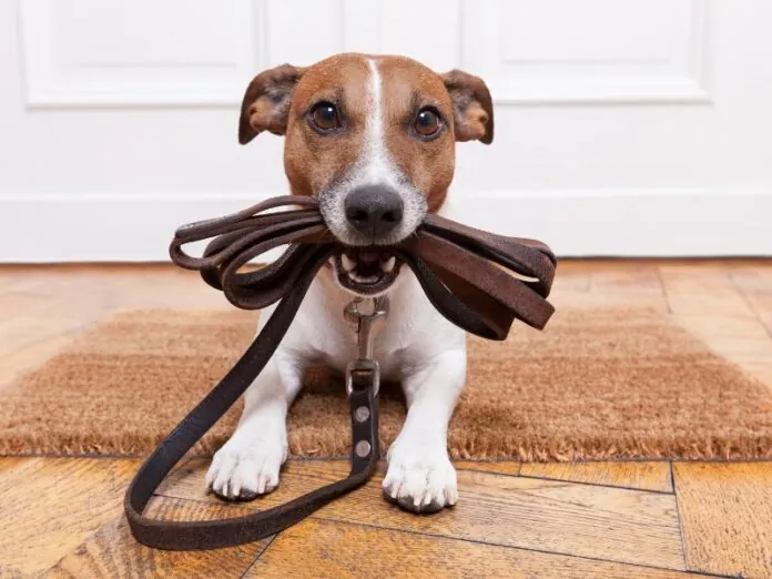 Cãominhada acontece neste domingo