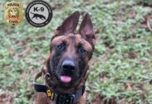 Polícia Civil de SC agora conta com cães para encontrar vítimas