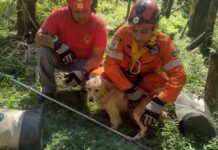 Cãozinho é resgatado após cair em poço em Caçador