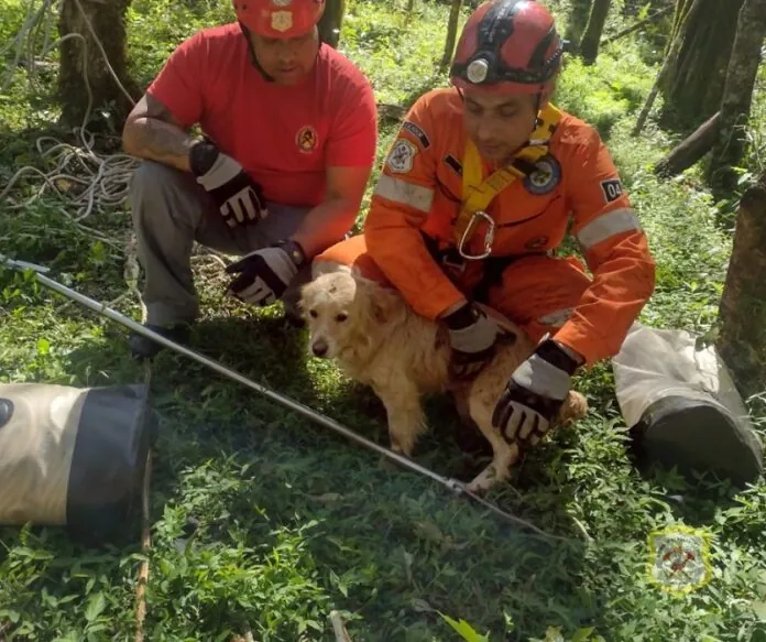 Cãozinho é resgatado após cair em poço em Caçador