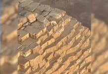 Cachorro caramelo é avistado no topo de Pirâmide no Egito