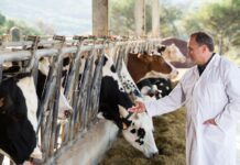 Cidasc oferece quatro opções de cursos online e gratuitos