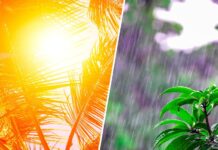 Previsão do tempo: quarta-feira de calor, temporais e vento em SC