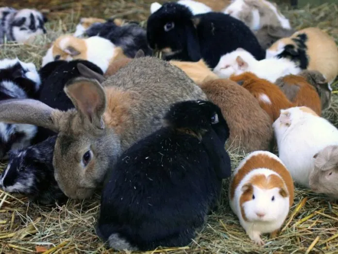 Criança de 9 anos invade fazendinha e mata 23 animais no Paraná