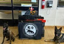 Cães da Polícia Civil localizam drogas e passageiro é preso