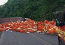 Caminhão carregado de frangos tomba e animais se espalham pela pista