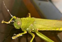 Gafanhoto de 15 cm é encontrado em Videira e surpreende moradores