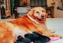 Golden Retriever engravida de shih tzu e surpreende a tutora e a web