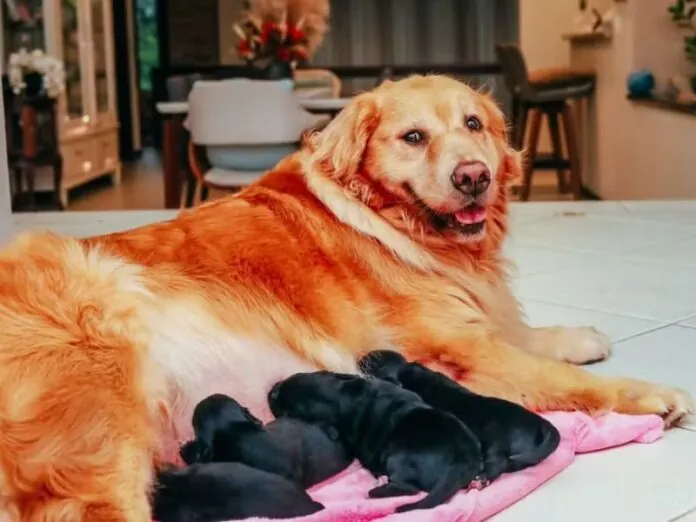 Golden Retriever engravida de shih tzu e surpreende a tutora e a web