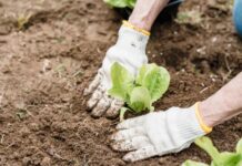 O que plantar em outubro?