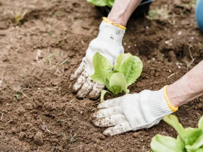 O que plantar em outubro?