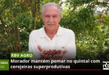 RBV Agro 226: Morador mantém pomar no quintal com cerejeiras superprodutivas