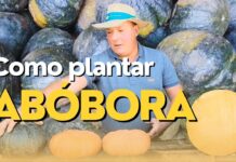 Saiba qual o mês ideal para plantar abóbora