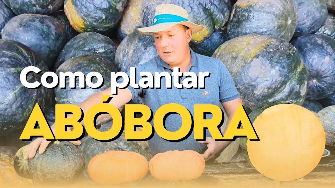 Saiba qual o mês ideal para plantar abóbora
