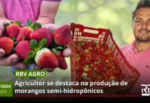 RBV Agro 223: Morangos semi-hidropônicos