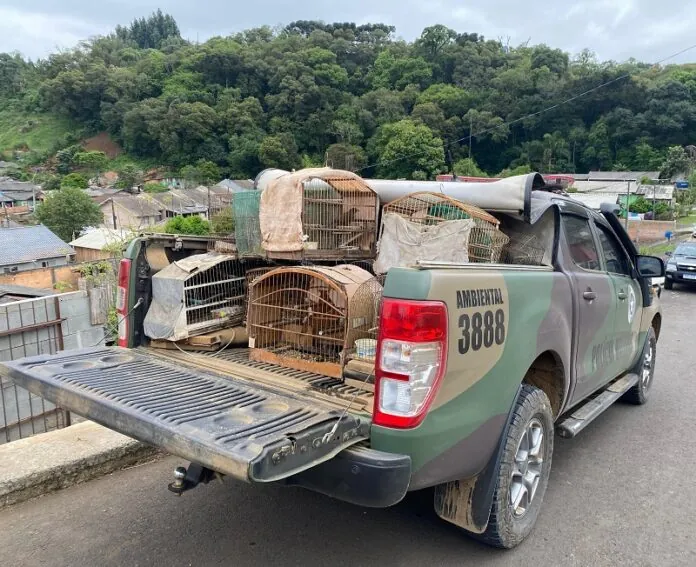 Polícia Ambiental flagra pássaros em cativeiro no bairro Martello