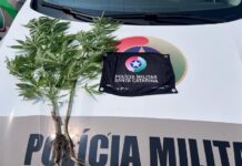 Polícia apreende pés de maconha cultivados em via pública