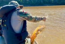 Inicia período de Defeso da Piracema: veja regras e proibições