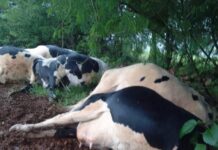 Sete vacas morrem ao serem atingidas por raio em SC