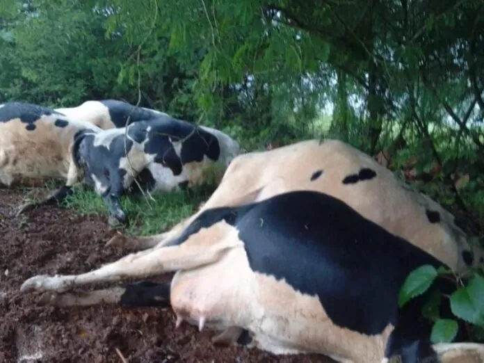 Sete vacas morrem atingidas por um raio em SC