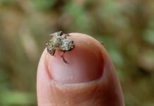 Segundo menor vertebrado do Mundo é encontrado no Brasil