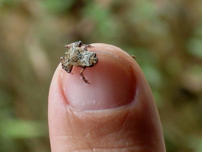 Segundo menor vertebrado do Mundo é encontrado no Brasil