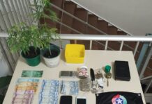 Homens são presos com pés de maconha dentro do carro