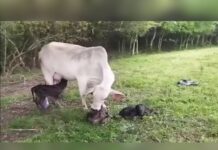 Vaca dá à luz quatro bezerros de uma só vez