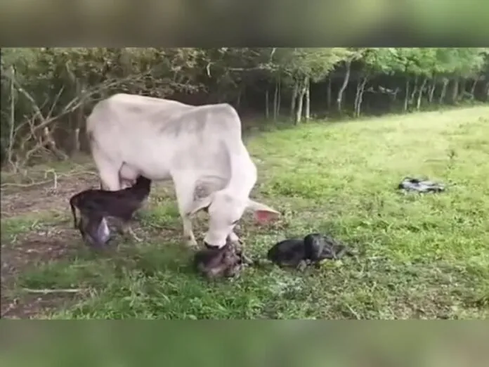 Vaca dá à luz quatro bezerros de uma só vez