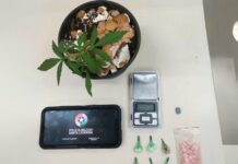 Ação policial apreende ecstasy, cocaína e muda de cannabis sativa