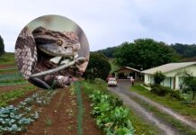 Agricultor é picado por jararaca durante colheita de hortaliças