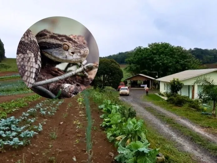 Agricultor é picado por jararaca durante colheita de hortaliças