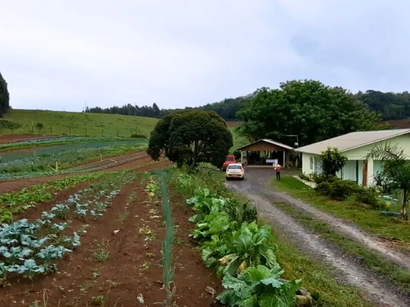 Agricultor é picado por jararaca durante colheita de hortaliças