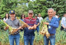 Alho deve ter safra cheia em Santa Catarina com clima favorável