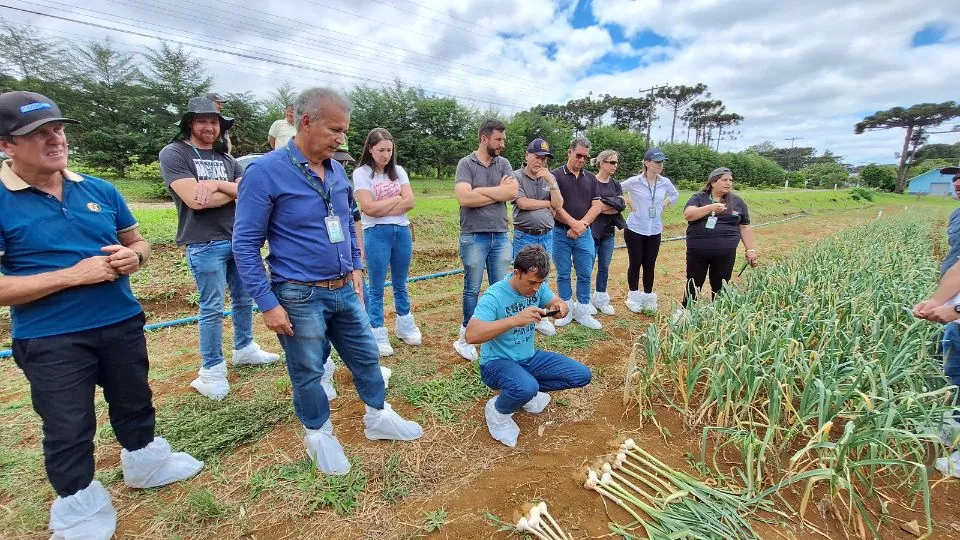 Alho deve ter safra cheia em Santa Catarina com clima favorável