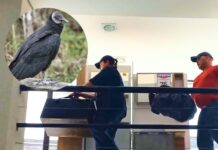 Filhote de urubu é resgatado em loja no centro de Videira