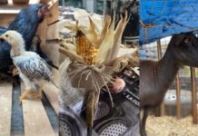 Rifa da Fazendinha arrecada R$ 10 mil para reforma de capela