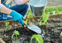 Como escolher o adubo para suas plantas? Veja dicas