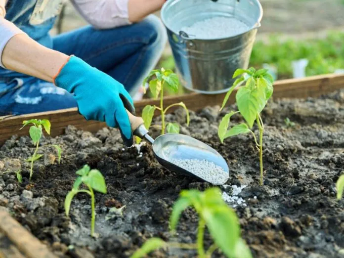 Como escolher o adubo para suas plantas? Veja dicas