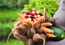 Plante em novembro: Os melhores cultivos para o mês