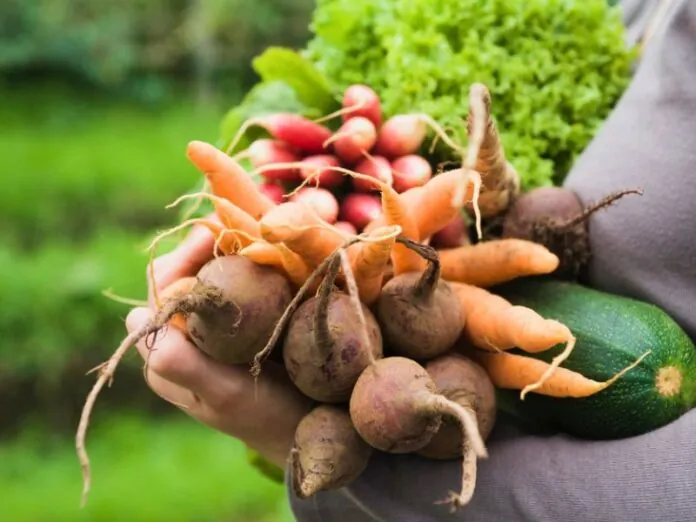 Plante em novembro: Os melhores cultivos para o mês