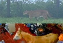 A bicharada está solta em Santa Catarina e Rio Grande do Sul