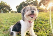 Anvisa libera uso de medicamentos à base de cannabis para animais