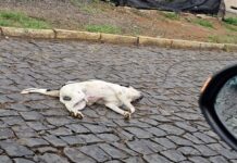 Cachorro morre eletrocutado e morador evita tragédia isolando a área