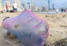 Caravelas-portuguesas causam lesões nas praias de SC