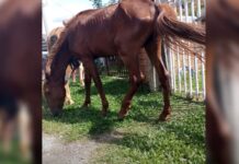 Cavalos soltos são recolhidos e tutores notificados em Caçador