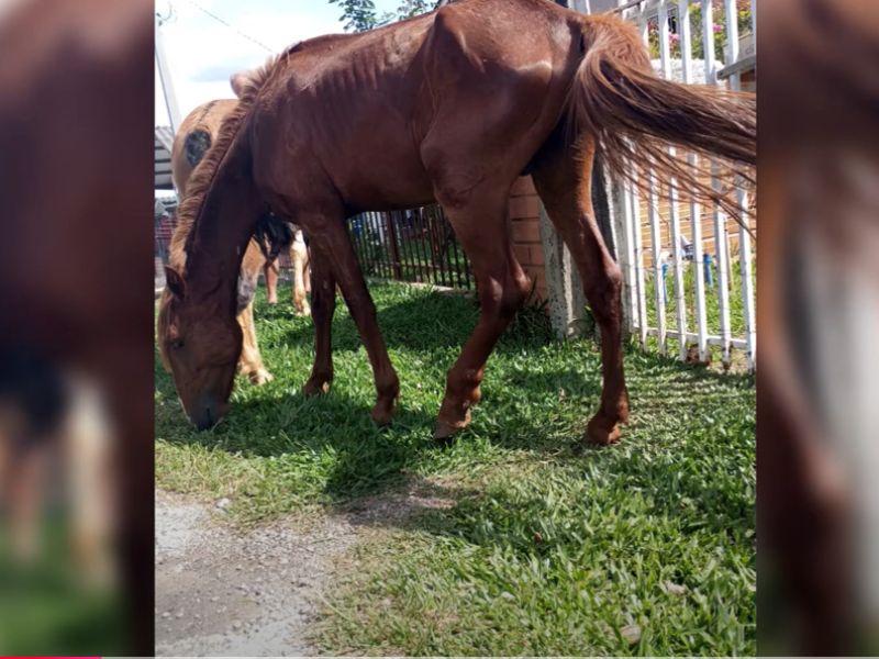 Cavalos soltos são recolhidos e tutores notificados em Caçador