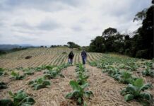 Epagri celebra 33 anos promovendo sustentabilidade e inovação